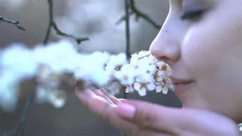 Woman smelling blooming white flowers on a tree branch outdoors in spring