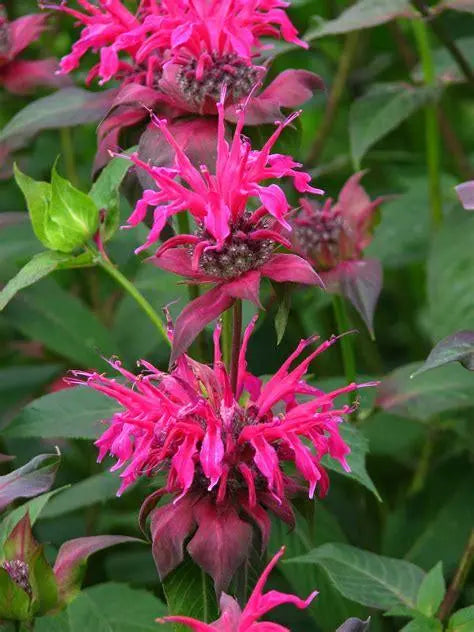 Bright pink bee balm flowers with spiky petals and green leaves in a garden setting