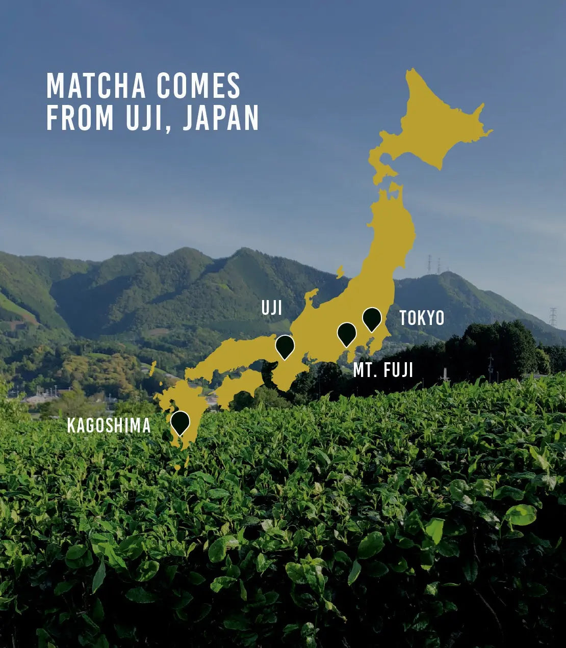 Organic Matcha Harney & Sons Fine Teas
