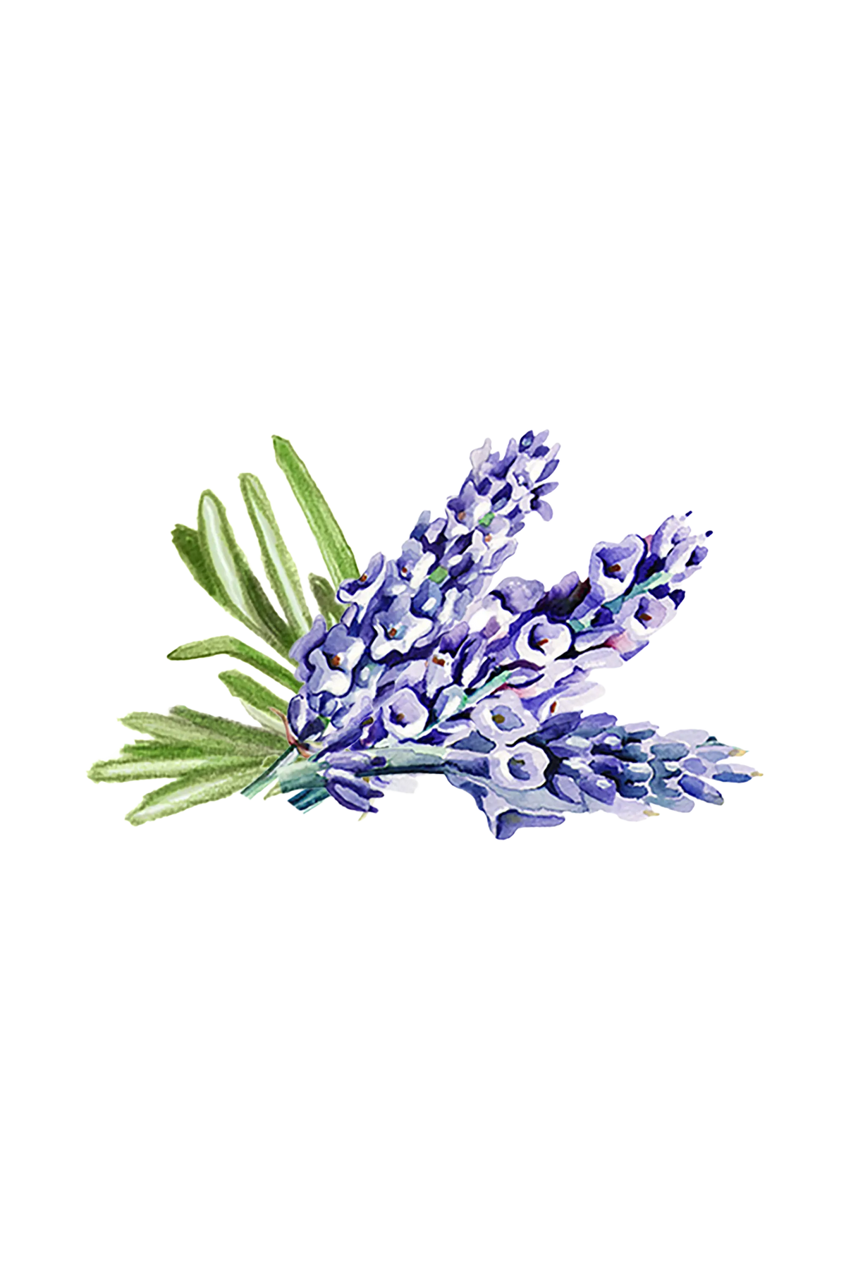 Hand Soap | Soothing Herbs Rustic Strength